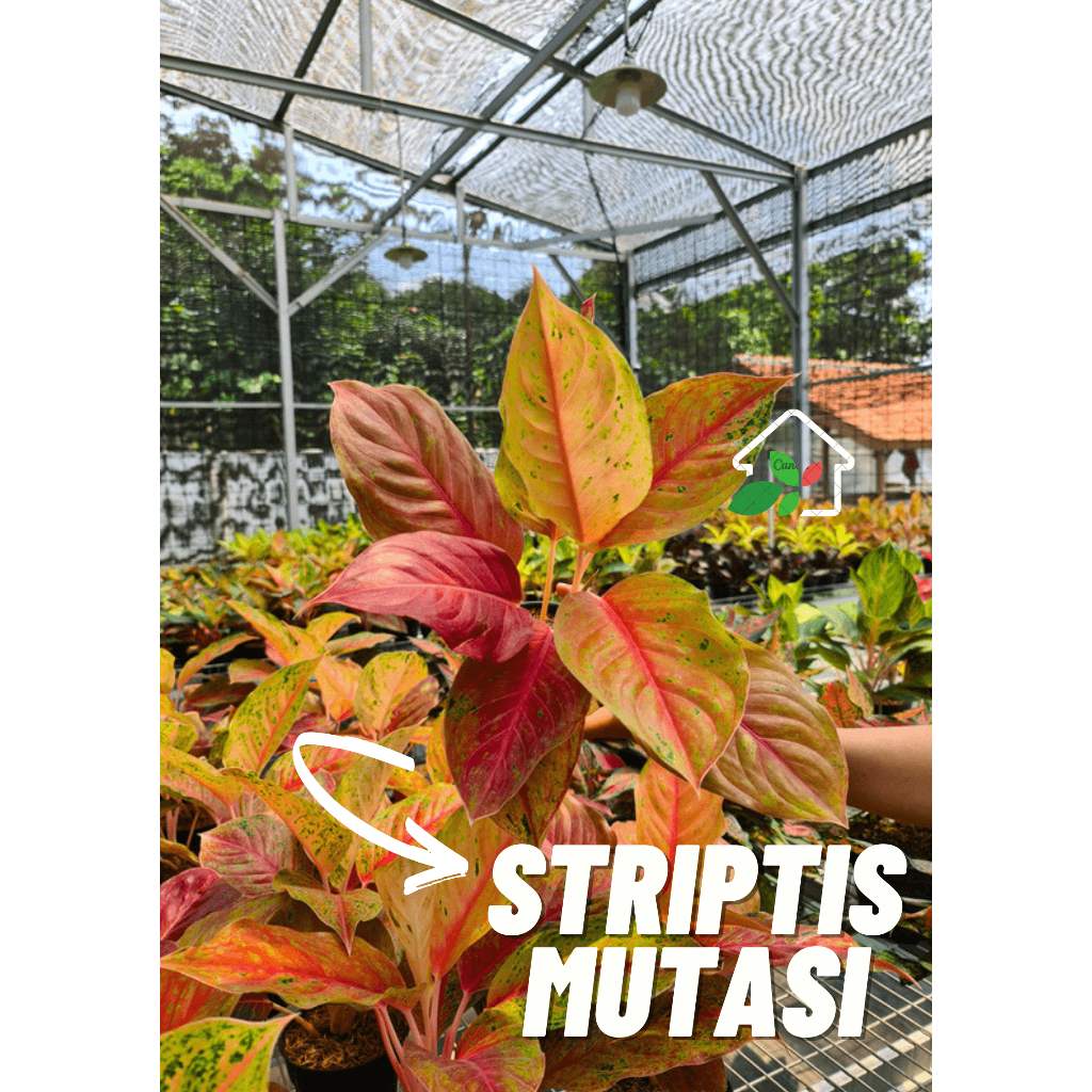 TANAMAN HIAS AGLONEMA STRIPTIS MUTASI