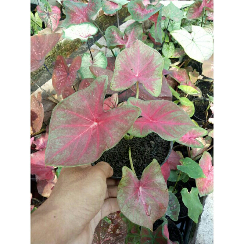 Caladium/Keladi Pinky Boy