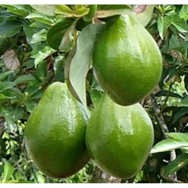 bibit buah alpukat miki mudah berbuah dan lebat
