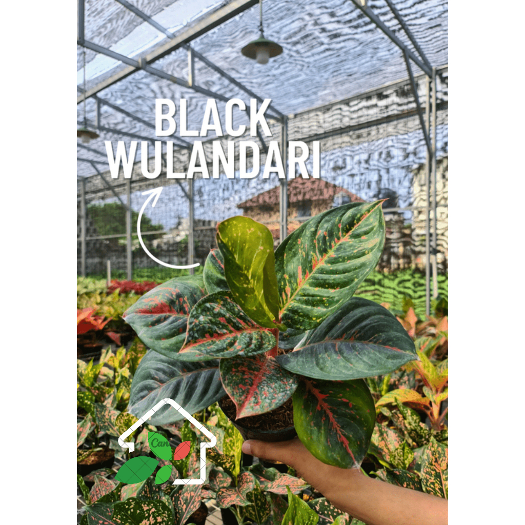 TANAMAN HIAS AGLONEMA BLACK WULANDARI