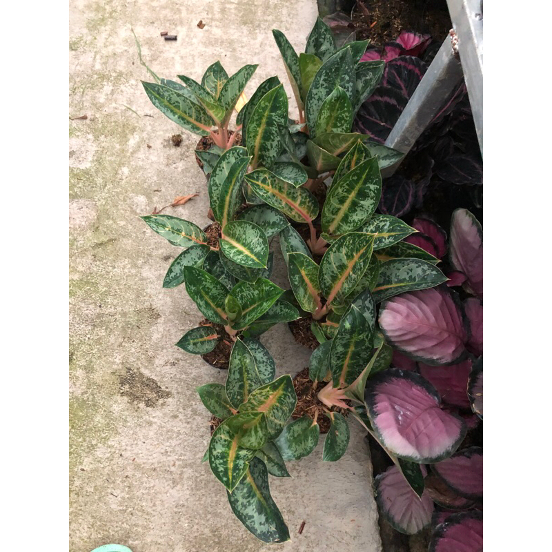 Aglaonema Gajah Mada