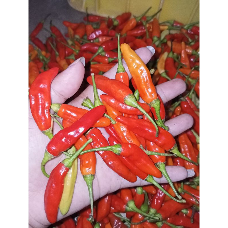 

cabe rawit merah 500g