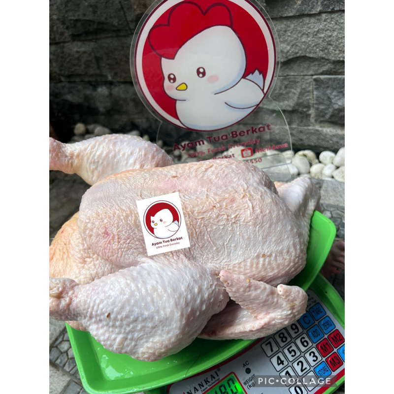 

Fresh Ayam Peren/ parent /petelur/ afkir berat hidup 4,3 kg+ ati ampla