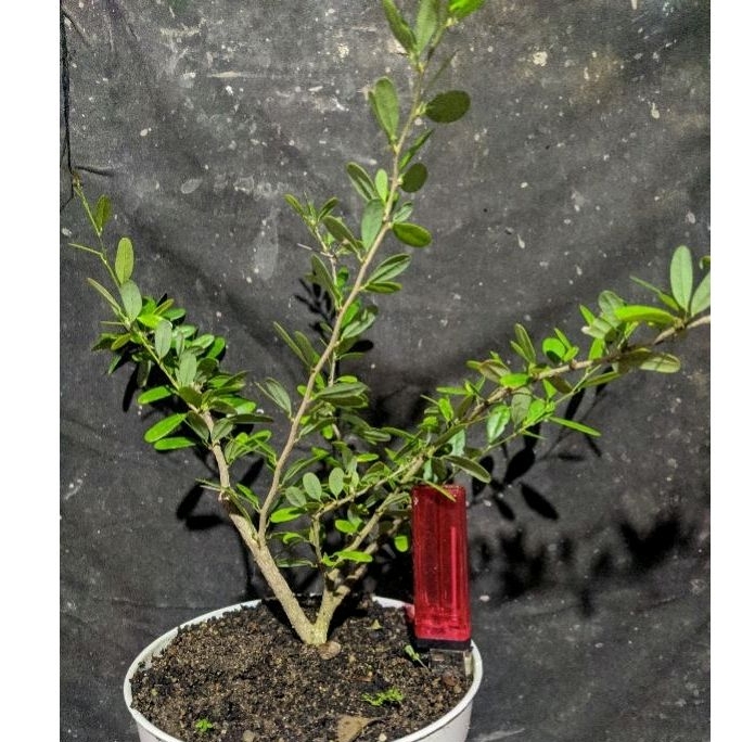 bahan bonsai saeng simbur vietnam