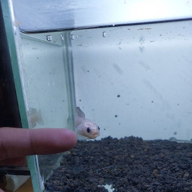 Koleksi Pribadi Asiatica Leucistic Mental Barbar