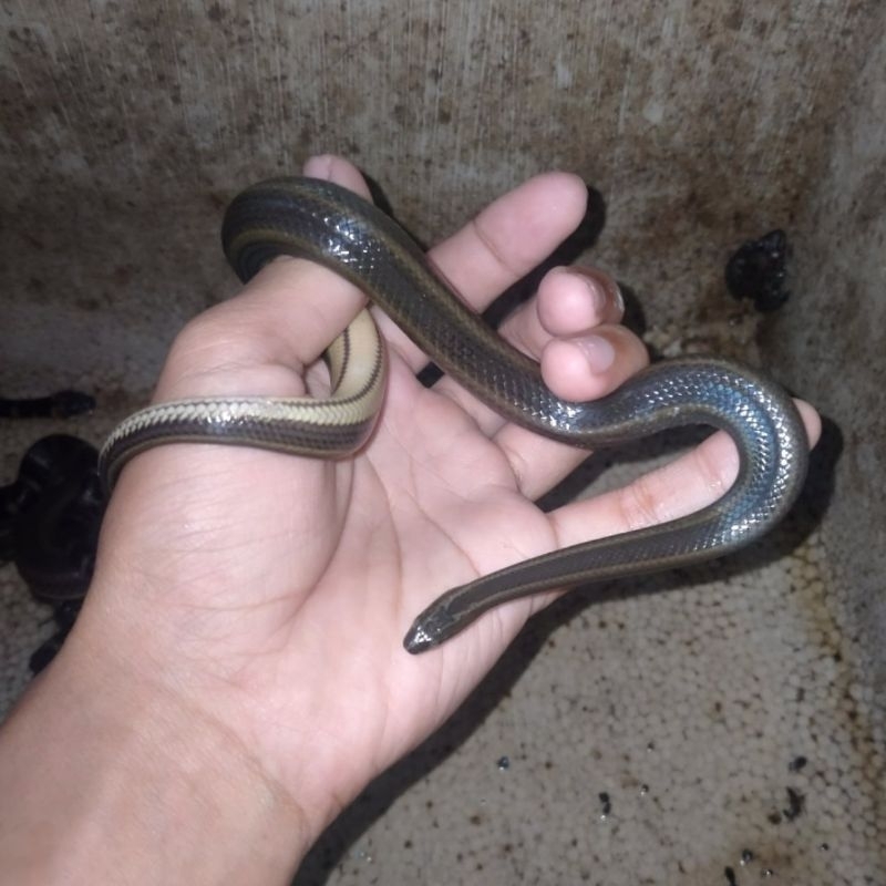 enhydris enhydris pelangi air ular kepala kecil pemakan ikan