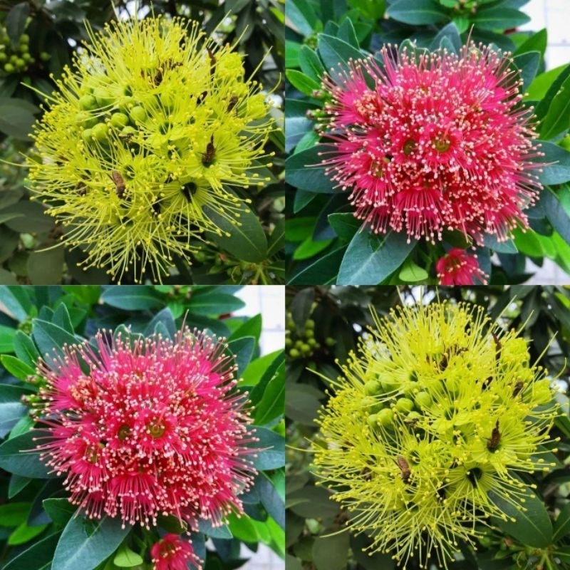 tanaman bunga santos lemon tinggi 1 meter xantostemon