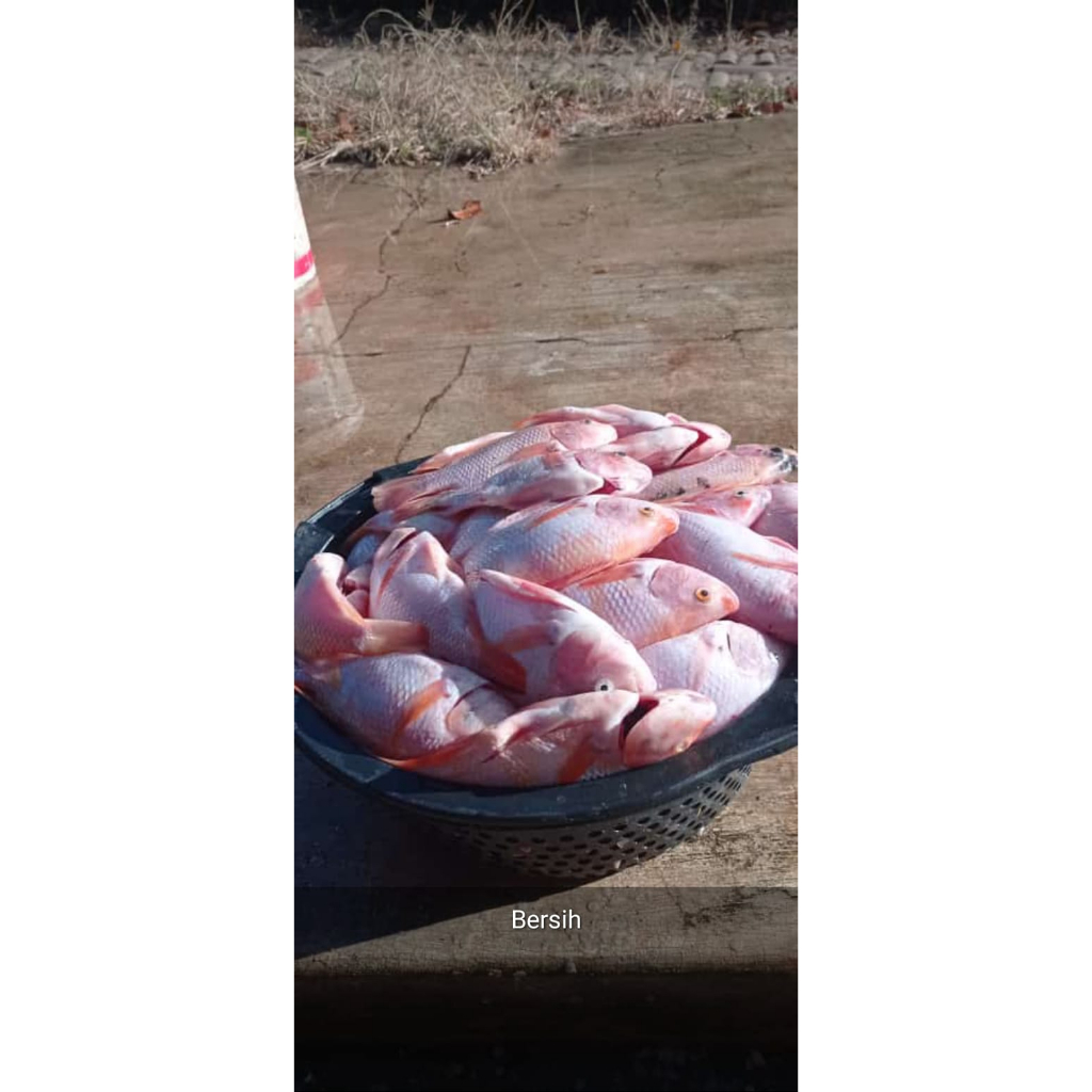Ikan Nila Segar