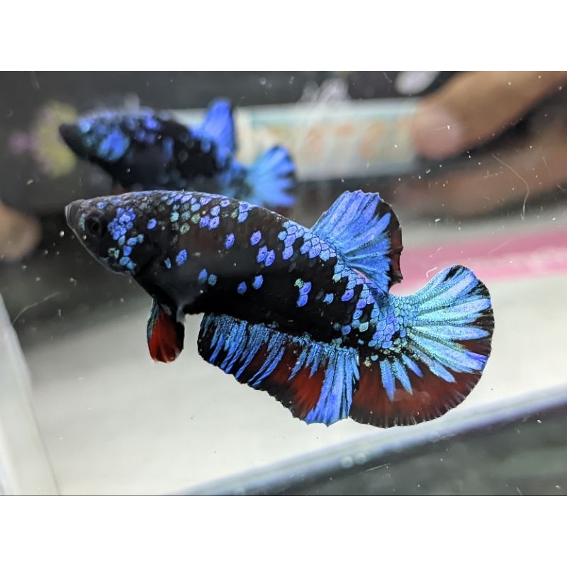 

Ikan Avatar Variation