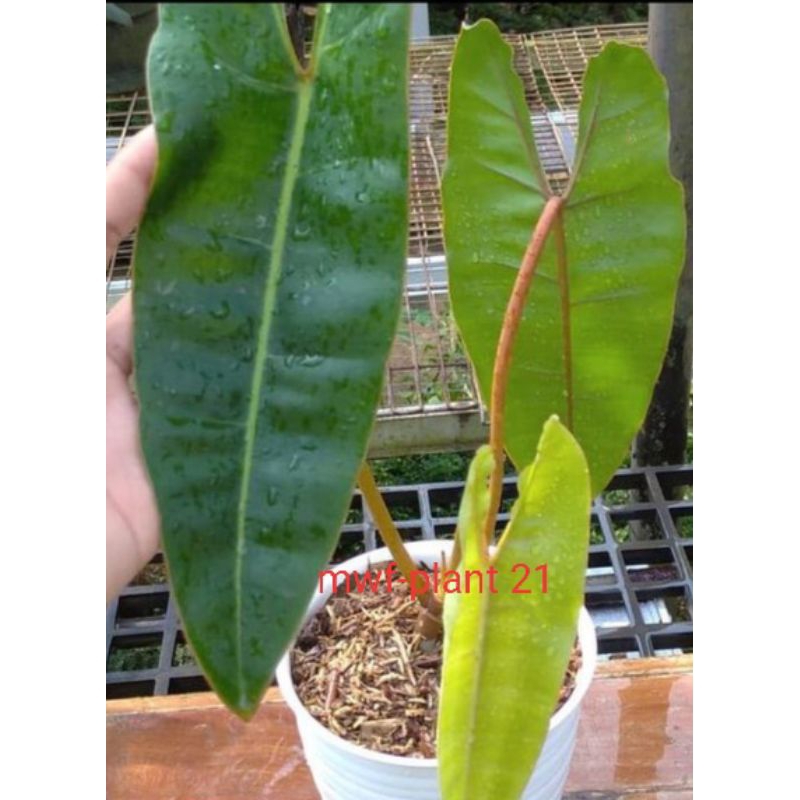 tanamanhias pilho kabel busi tanaman hias kabel busi