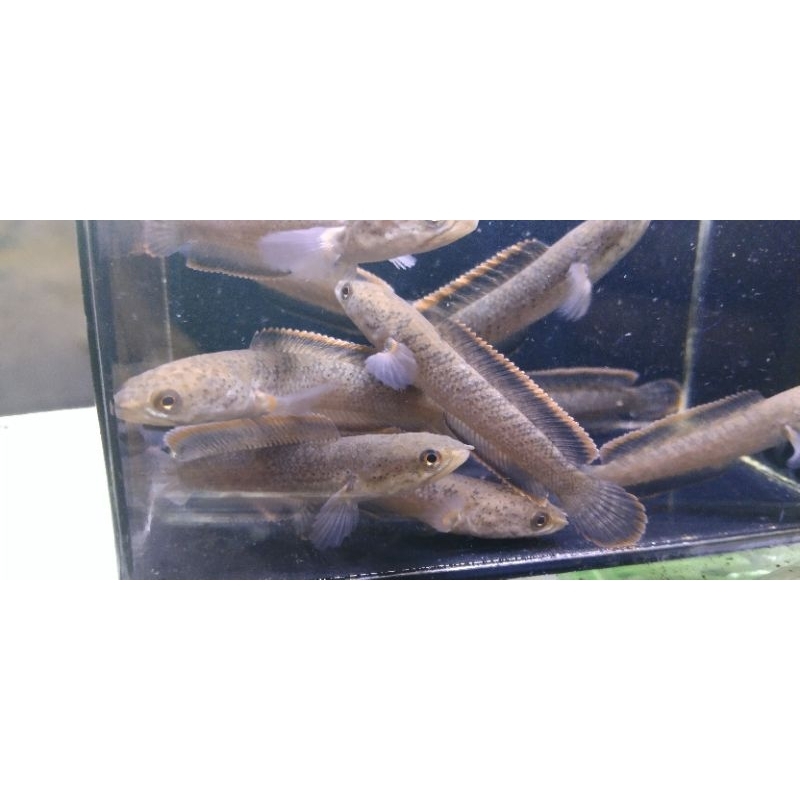 limbata cb lawu 5 6cm /10ekor