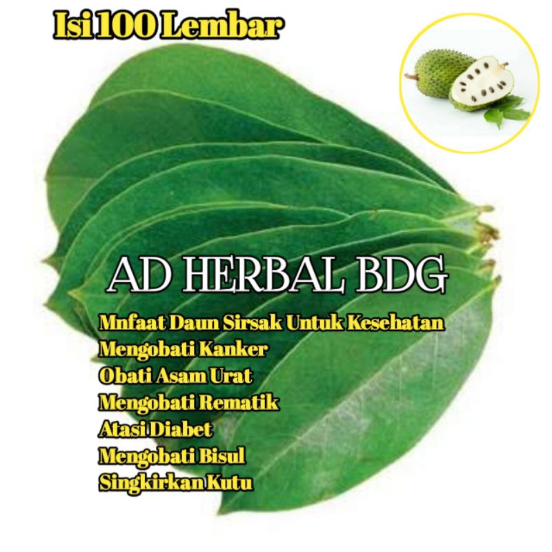 

Daun Sirsak Fres Segar Per 100 Lembar Organik Tanpa Paktisida Ready