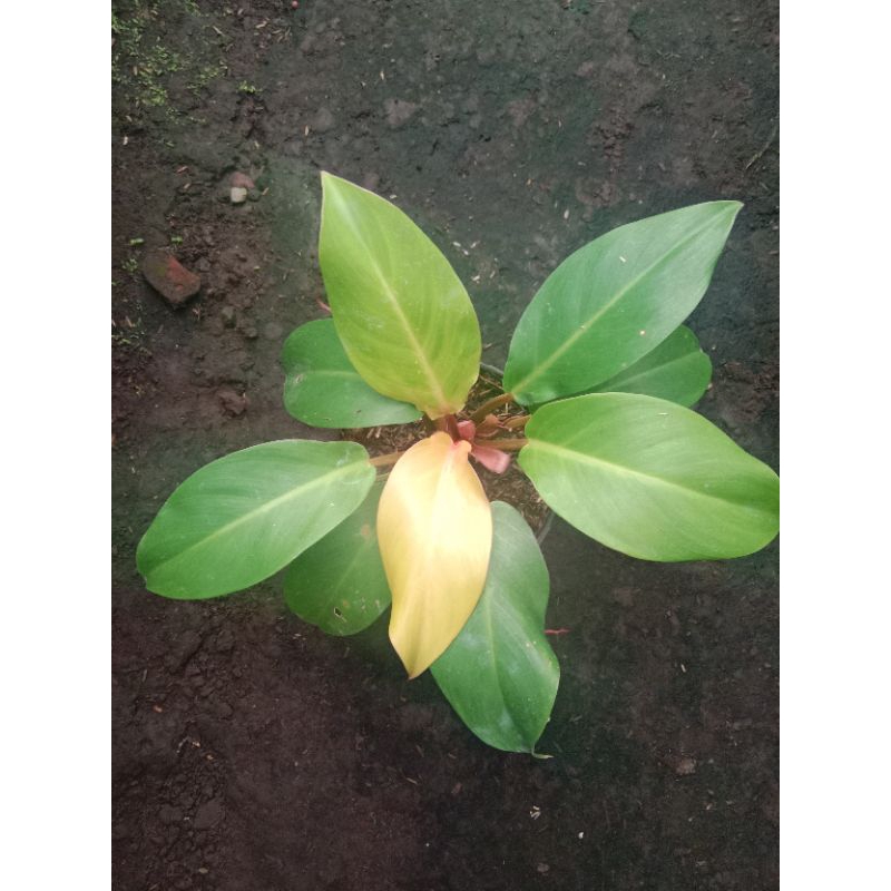 philodendron orange juice