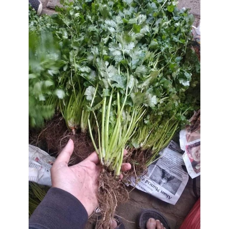 

daun ketumbar segar atau yan sui atau coriander leaf atau cilantro PO 1000 gr (1kg)