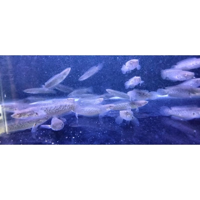 Hiasan Aquarium Chana Stewarti 6-7 Cm