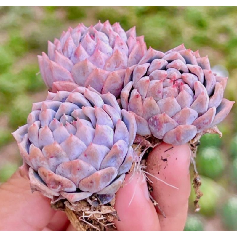 Sukulen Echeveria Prolifica Ala Korea