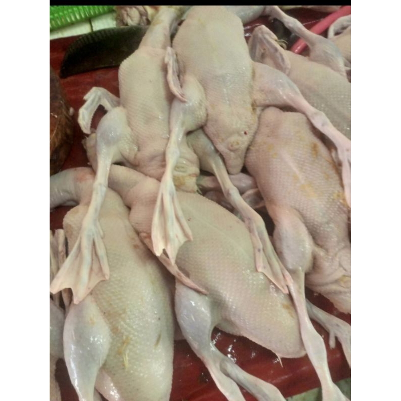 

BEBEK HIBRIDA 1.7-1.8 KG( HIDUPNYA)