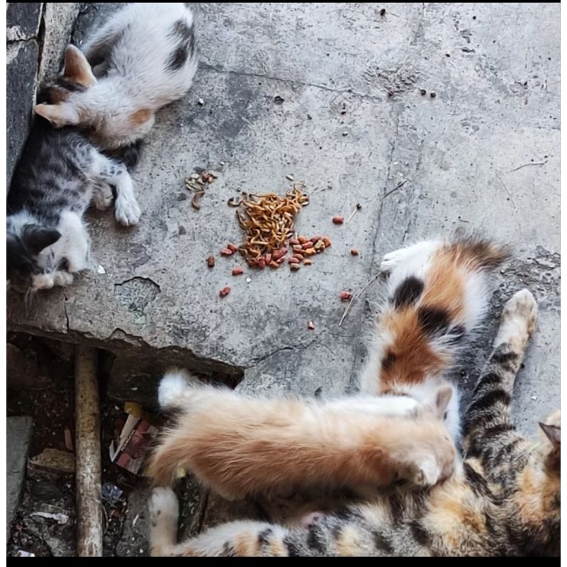 se'dekah makanan kucing