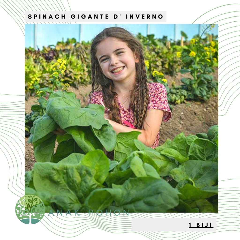 Benih Bibit Biji - Spinach Gigante d' Inverno Salad Leaves Bayam Daun Jumbo Seeds - IMPORT