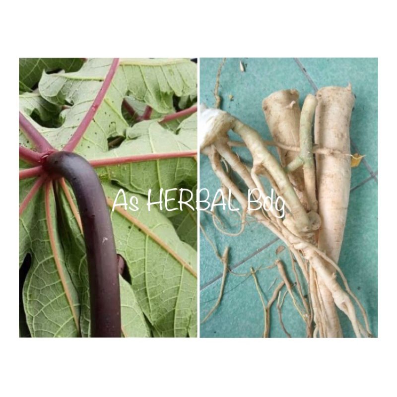 

Akar pepaya ungu akar pepaya wulung segar 500 gram-az