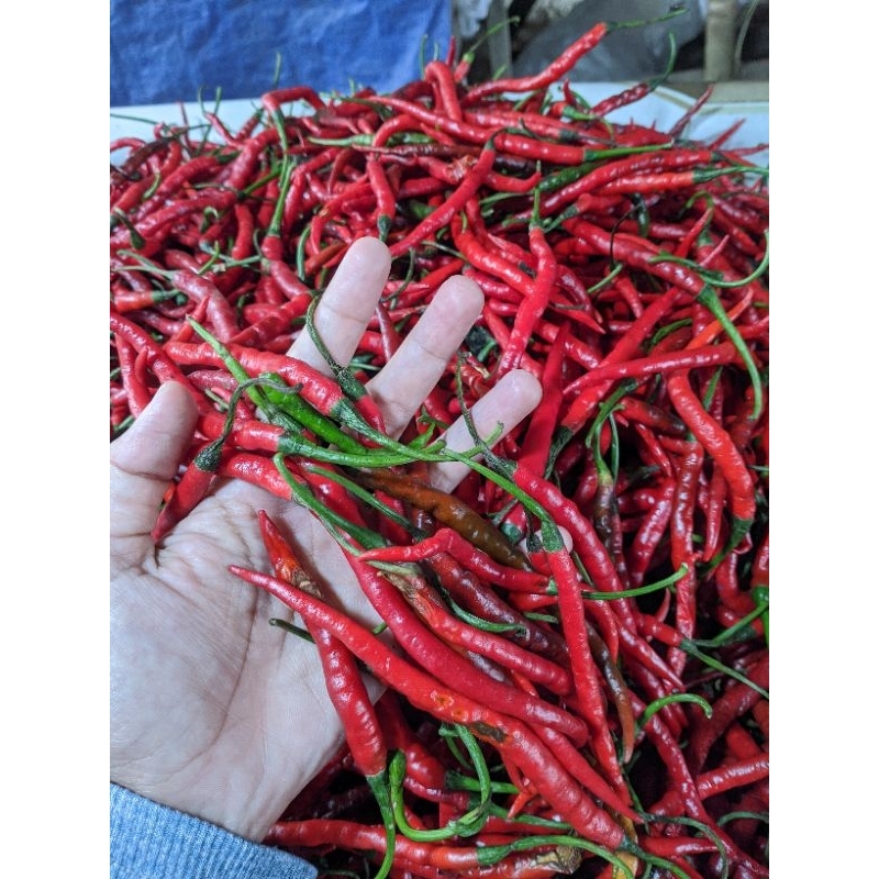 

CABAI MERAH/CABAI SEGAR/CABAI KERITING 250GR