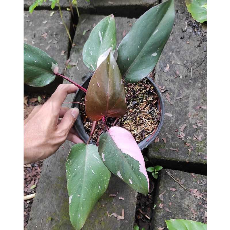 Philodendron Pink Princess / Tanaman Hias Philodendron Pink Princes / Pink princess Philodendron / P