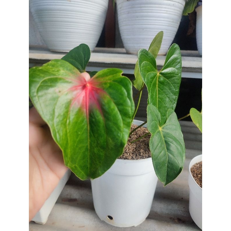 anthurium bunga presiden