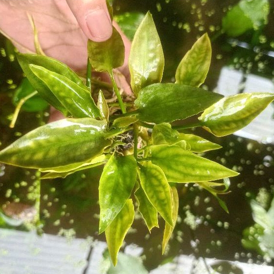 MOS+criptocoryne Ponte difolia wabikusa aquascape