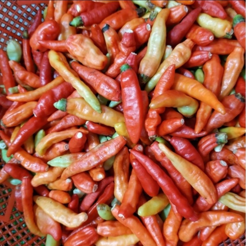

[ArihErsada] Rawit Merah Segar Petik 50 Gram | 100 Gram