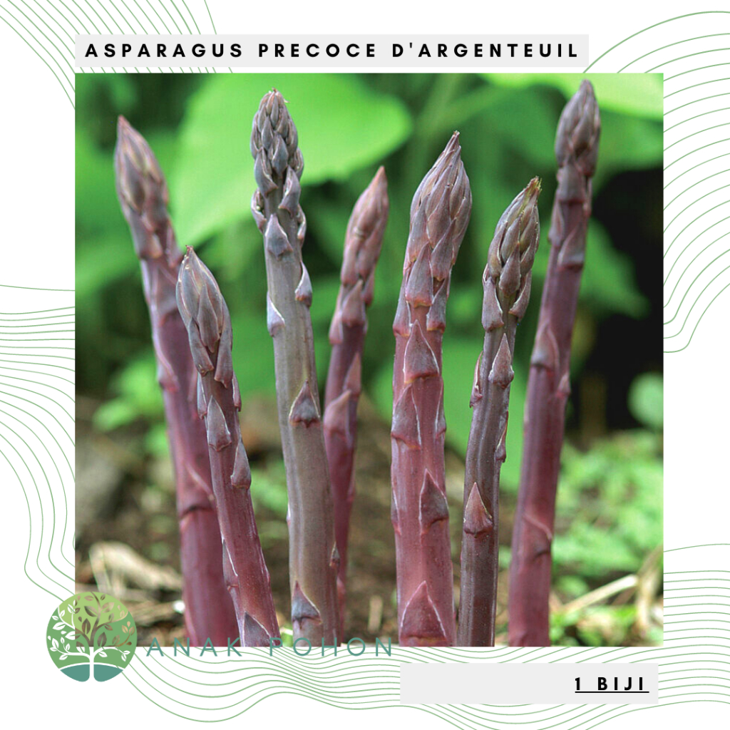 Benih Bibit Biji - Asparagus Precoce D'Argenteuil Asparagus Ungu Seeds - IMPORT