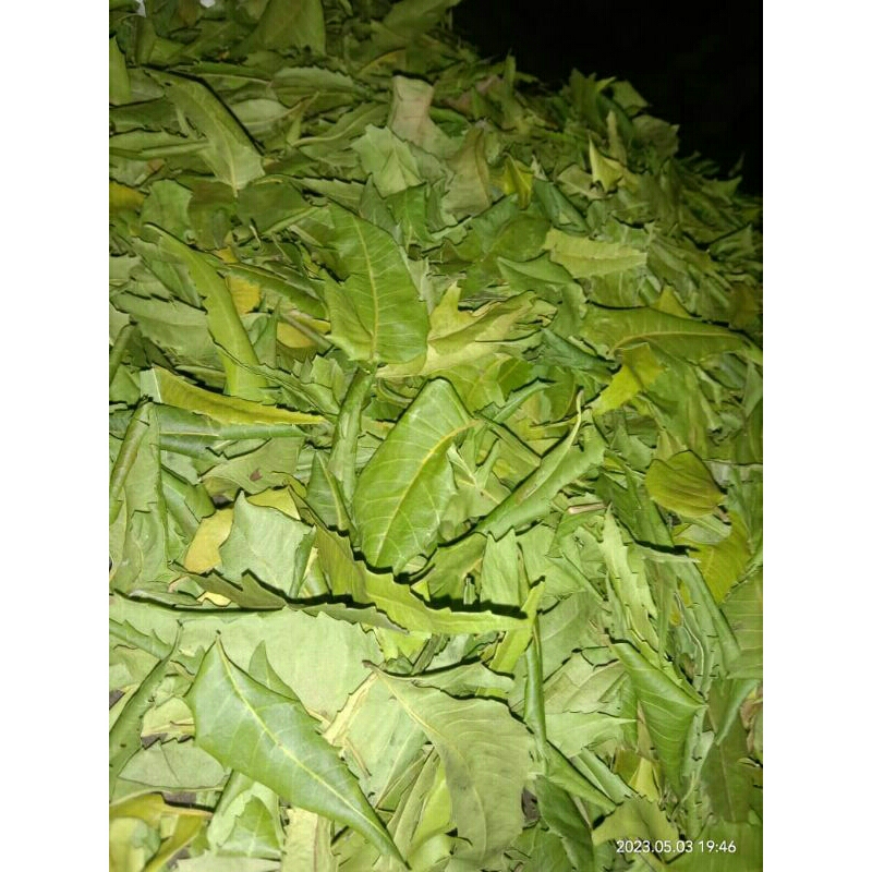 

Daun mimba kering hijau1kg