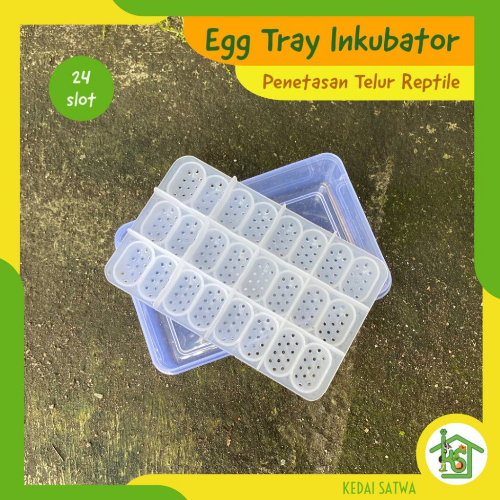 Egg Tray Box Inkubator Telur Gecko Reptile | Incubator | Penetasan Telur Kedai Satwa