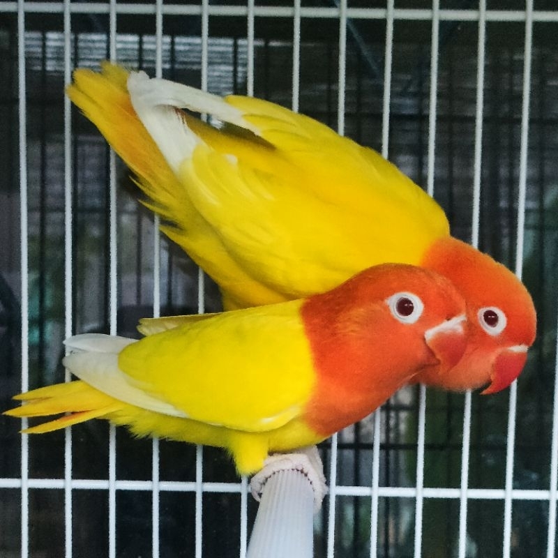 Lovebird Biola lutino MM