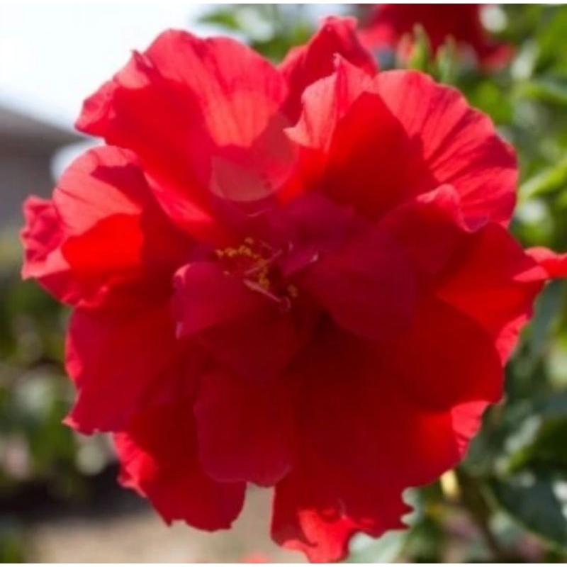 Kembang sepatu (Hibiscus rosa-sinensis)