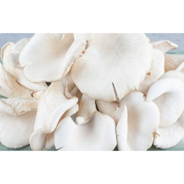 

Jamur tiram 1 bungkus