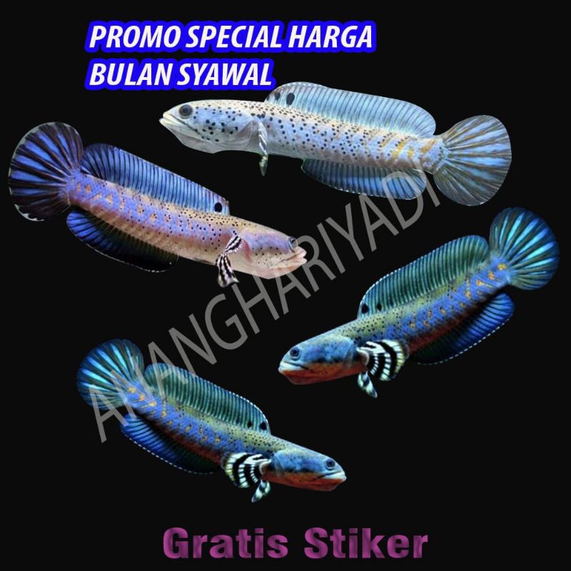 gratis pelet CHANA BLUE PULCRA PREMIUM 10-15cm