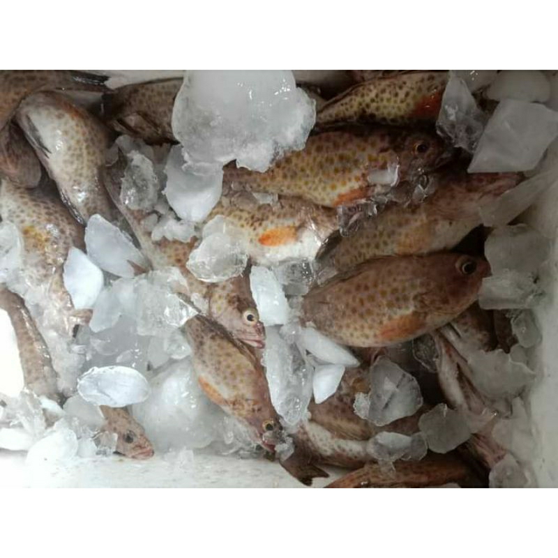 

IKAN KERANG CAMPUR