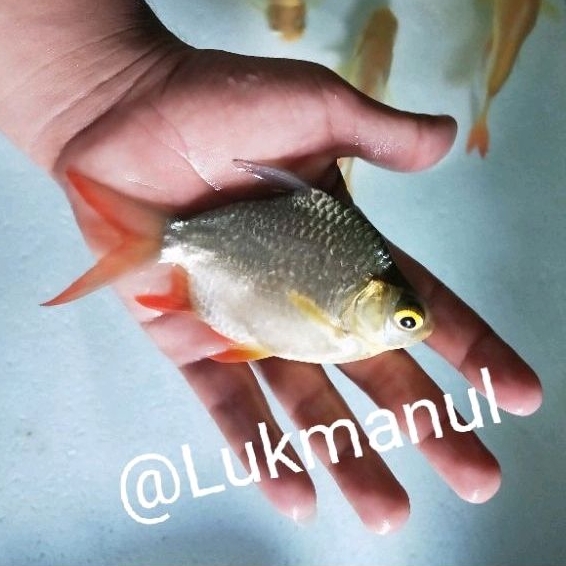 Ikan kaviat SB