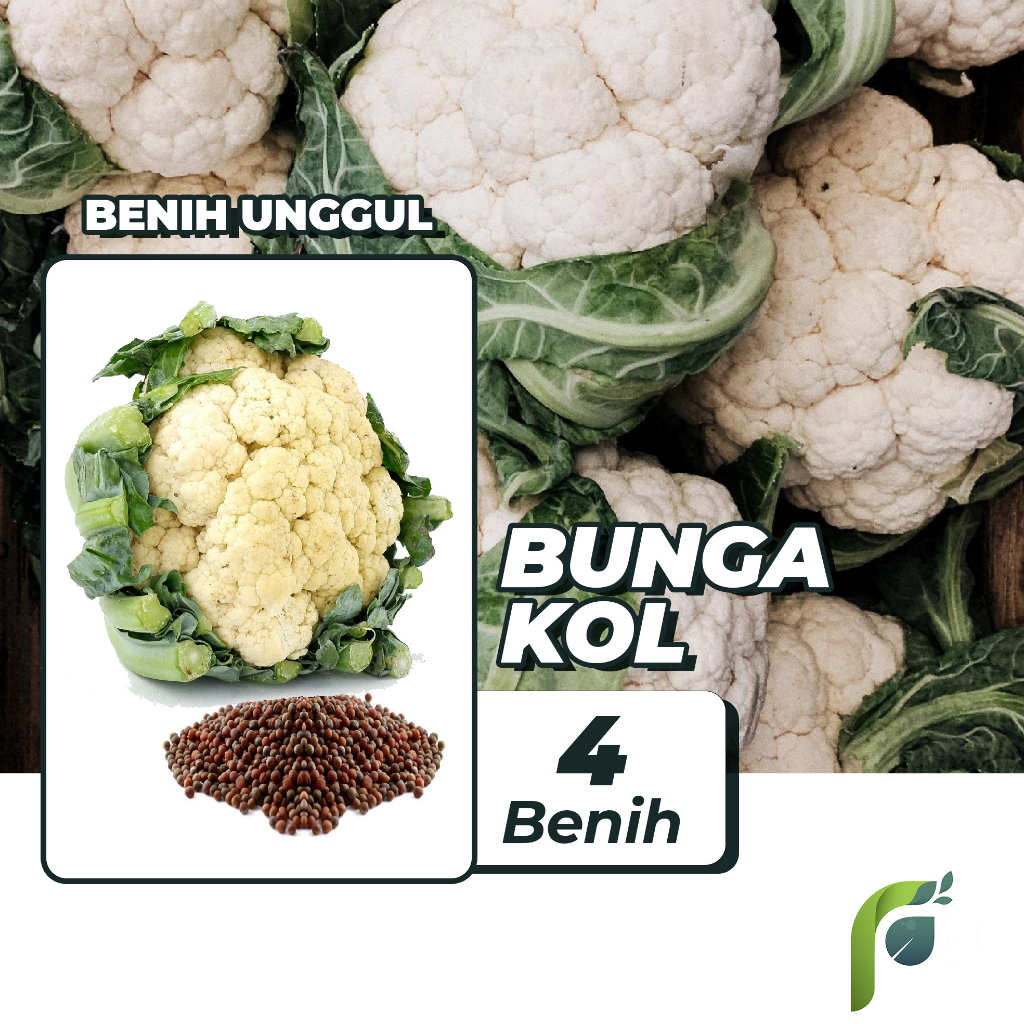 Benih Bibit Bunga Kol 4 Benih Dua Ribuan PG KDR