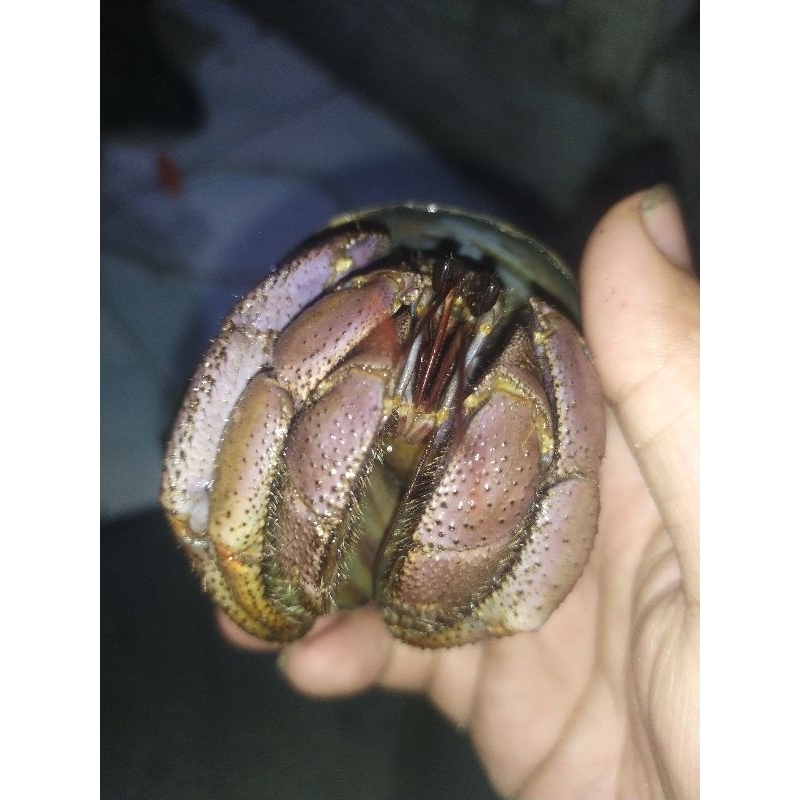 PAKET VIOLA KEONG MAS LUCU JUMBO XL L M