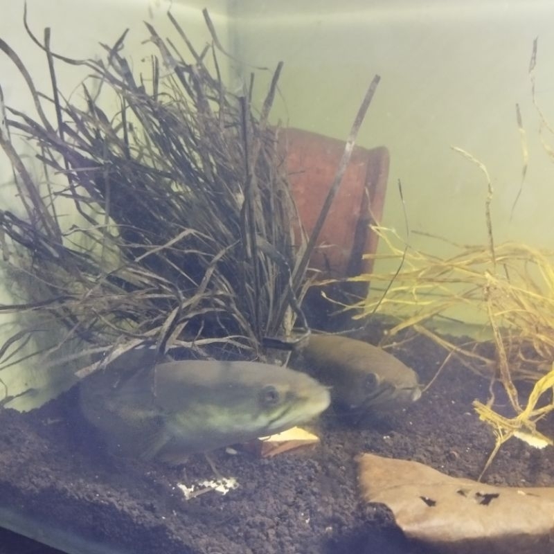 CHANNA STEWARTI 21-24CM PAIR BELUM PROVERN