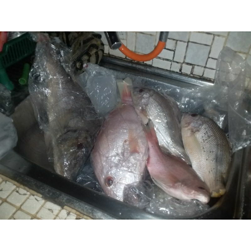 

IKAN TENGGIRI, KAKAP & KUWE
