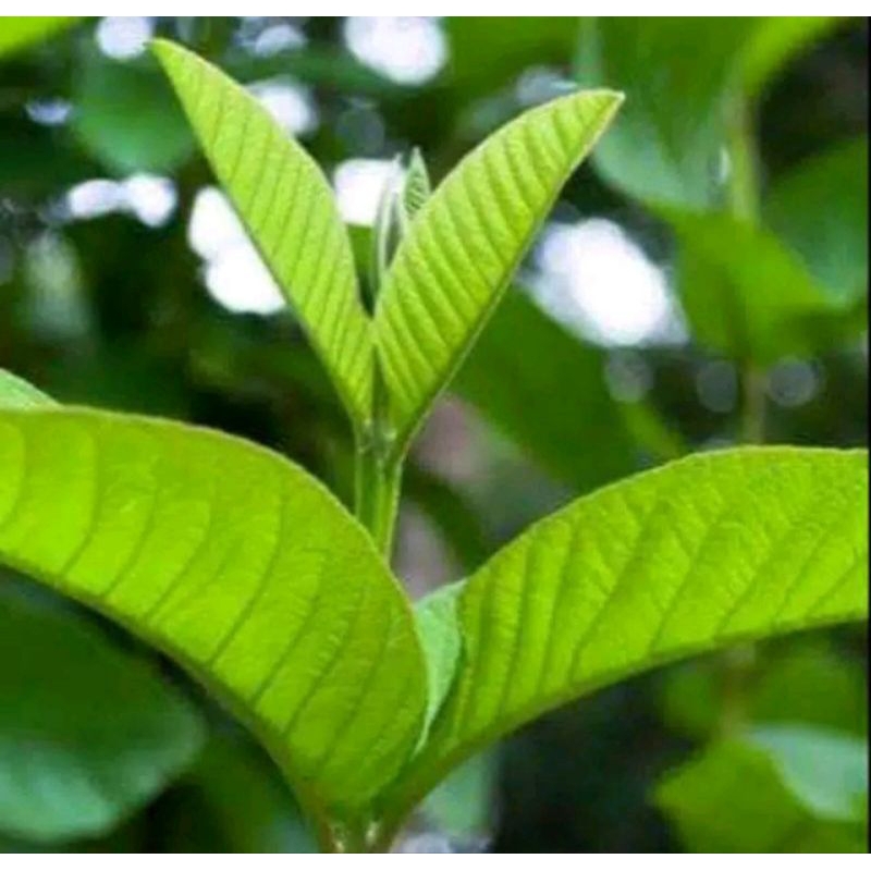

daun jambu biji segar 1kg herbal alami hanya di petik saat di order readystok siap kirim