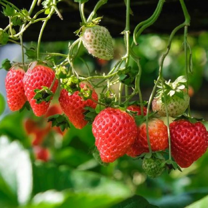 Benih Bibit Strawberry 25 Benih Dua Ribuan PG KDR