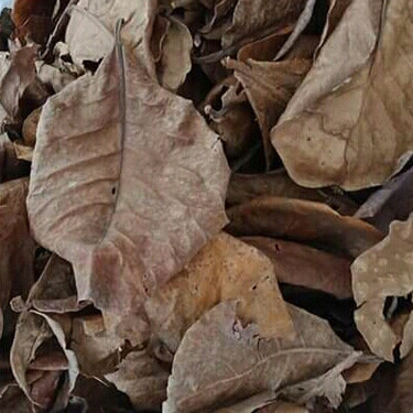 

TERBAIK DAUN KETEPENG KERING/SENNA ALATA/KASKADO- 1KG