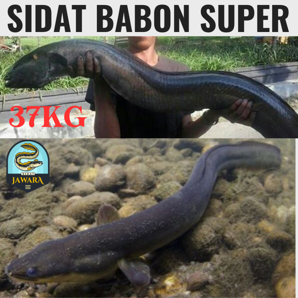 250 EKOR SIDAT JUMBO ( dalam pulau)
