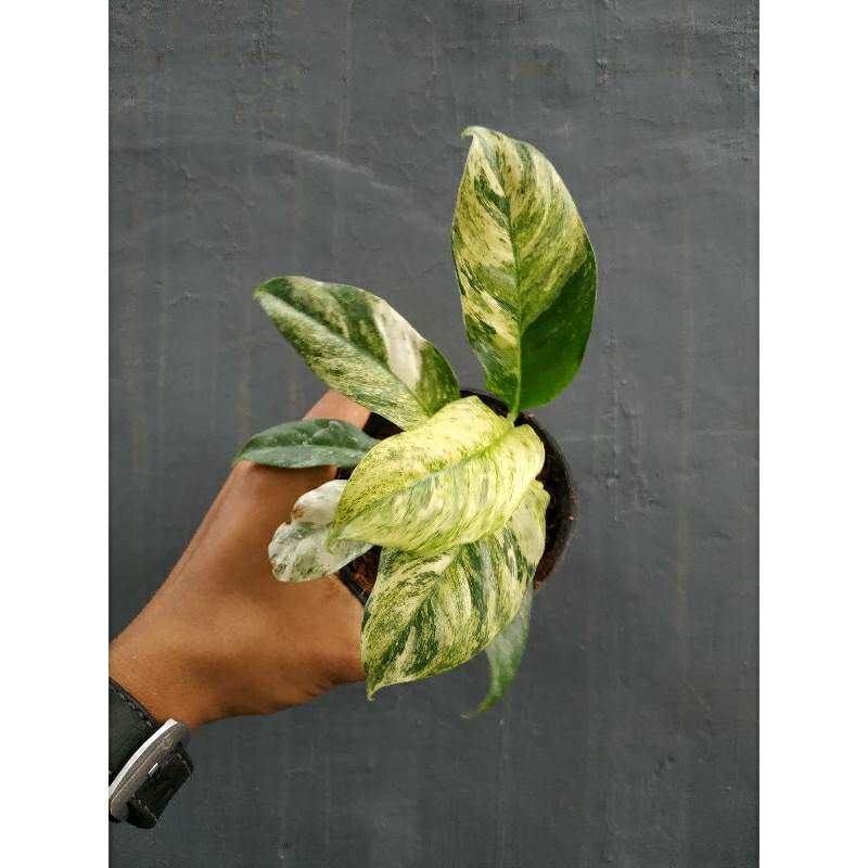 Rhaphidophora Puberula Varigata