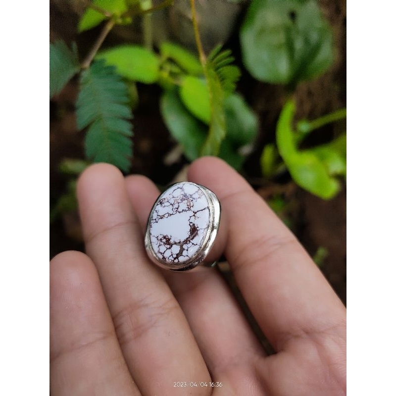 pirus putih urat merah