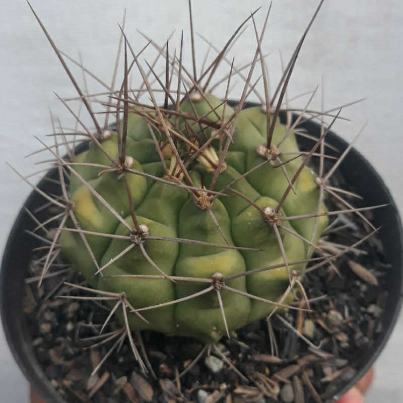 kaktus gymnocalycium sp varigata