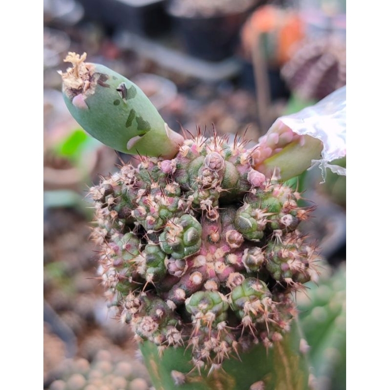 GYMNO T-LUX//KAKTUS//GYMNOCALYCIUM//MIHANOVICHI//MIHA HYBRID VARIGATA//POTELAN//OWNROOT//KAKTUS HIAS